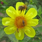 Bienen Sämling gelb